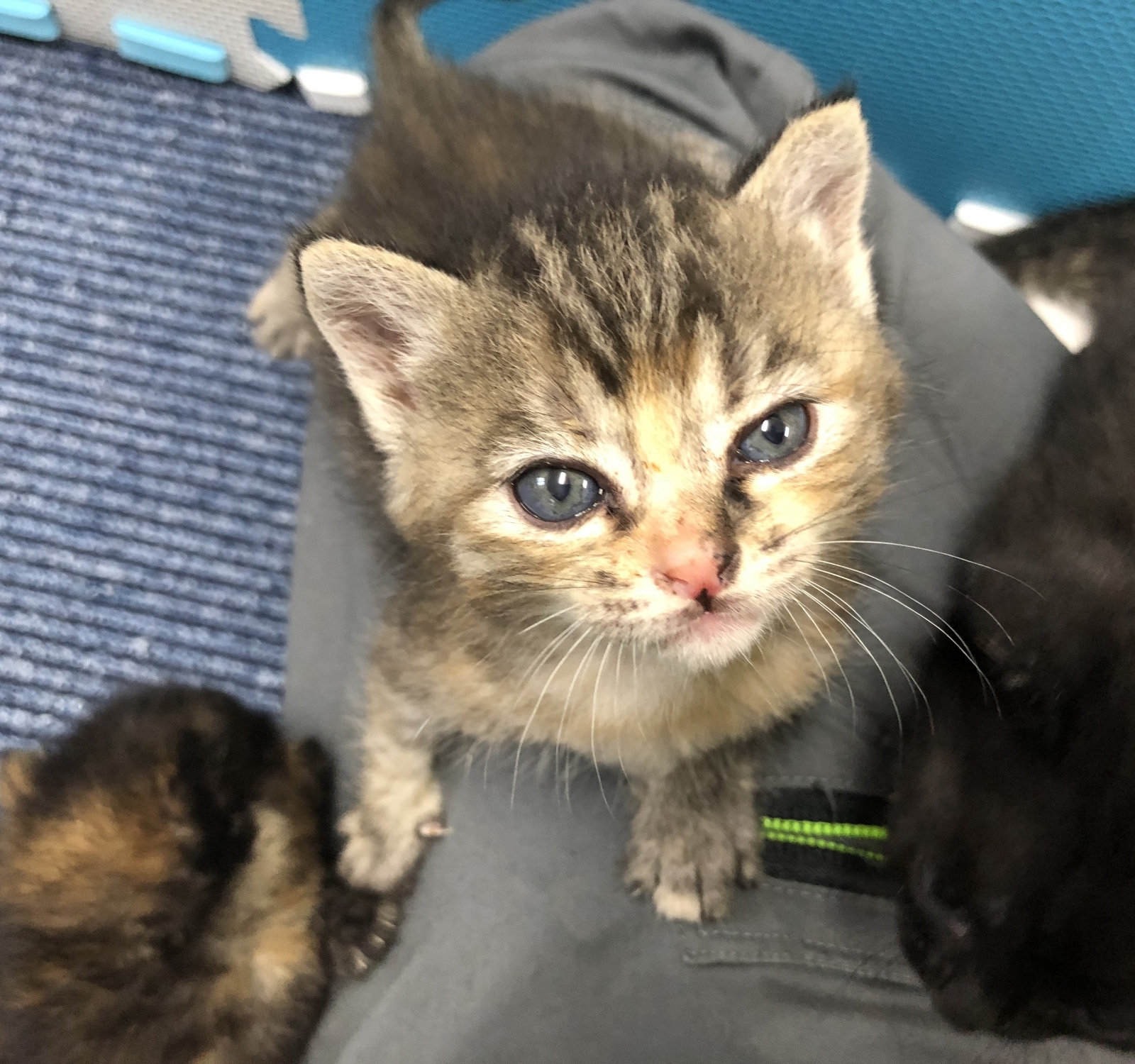 カメラを見つめる子猫ちゃん