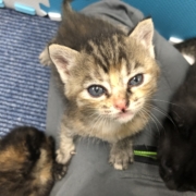 カメラを見つめる子猫ちゃん