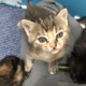 カメラを見つめる子猫ちゃん