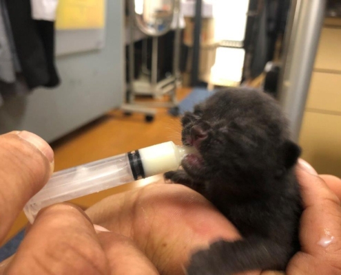ミルクを飲む子猫
