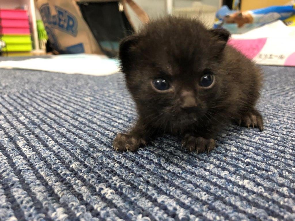 カメラを見る子猫ちゃん