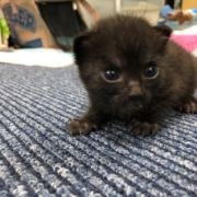 カメラを見る子猫ちゃん