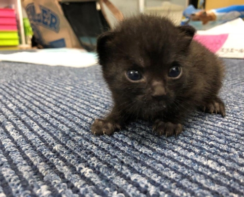 カメラを見る子猫ちゃん