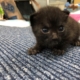カメラを見る子猫ちゃん