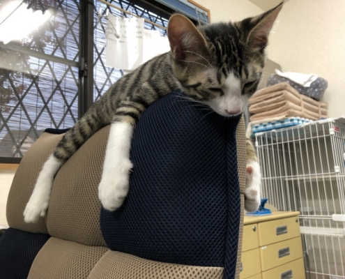 気持ちよく眠るヨシオ