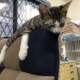 気持ちよく眠るヨシオ